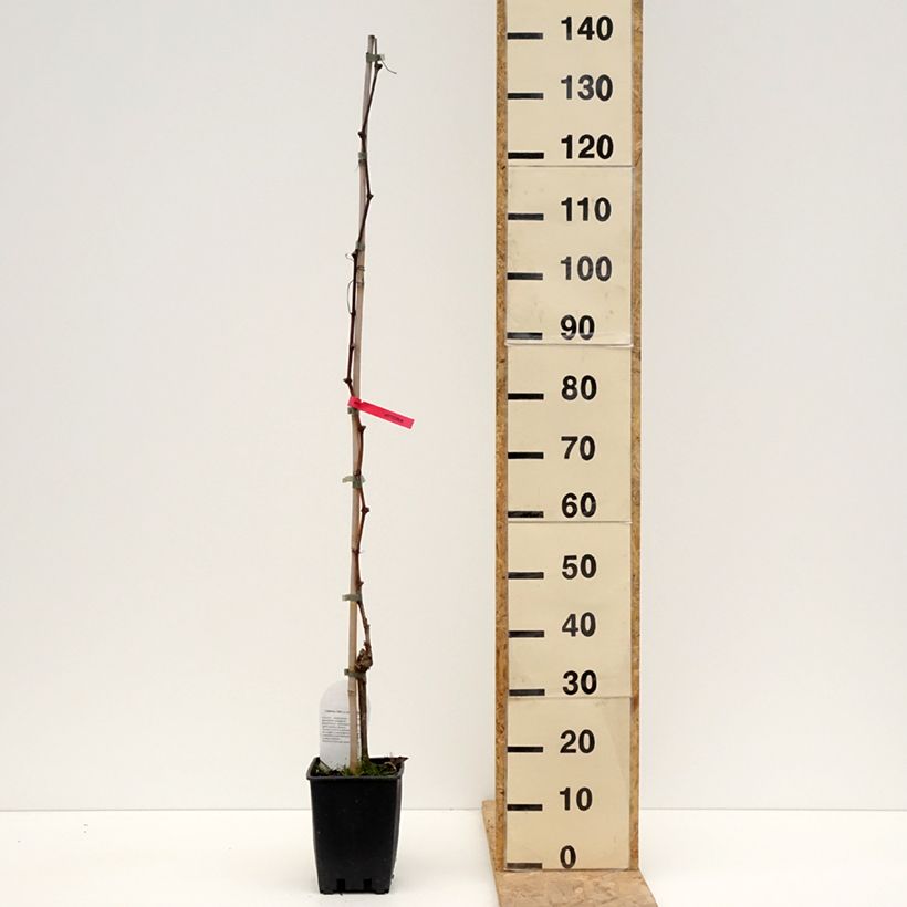 Vite da tavola Luglienga Vaso da 1,5L/2L esemplare consegnato in primavera