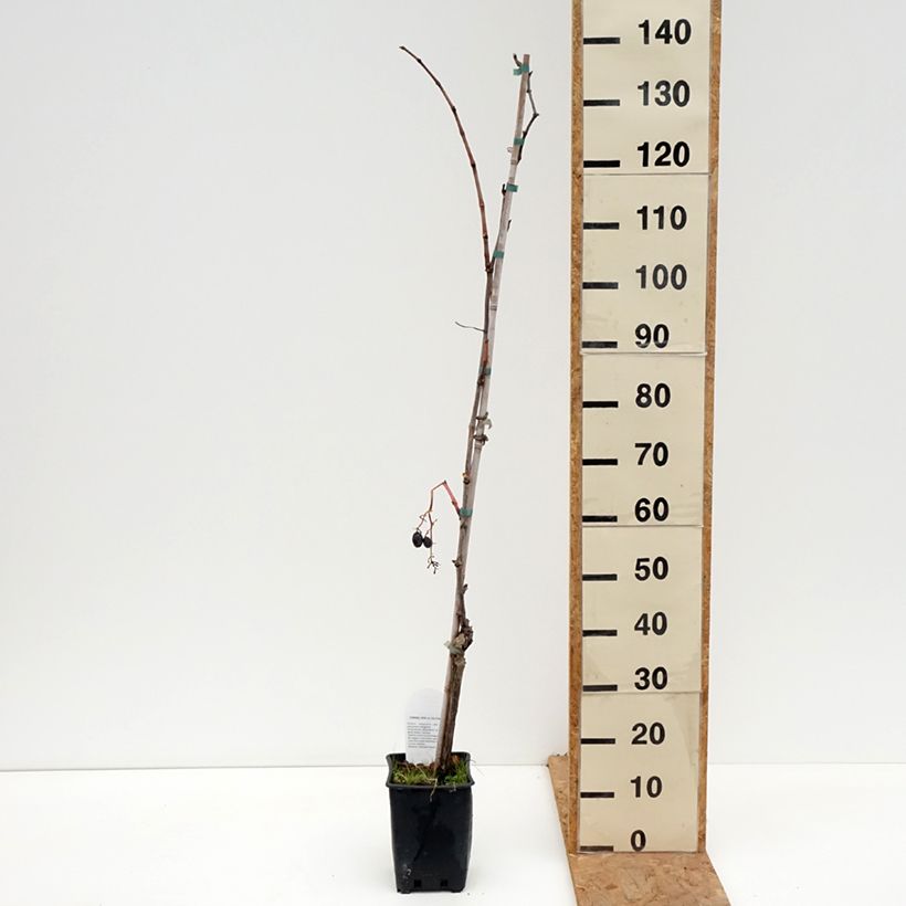 Esemplare di Vite da tavola Michele Palieri Vaso da 1,5L/2L come consegnato in autunno