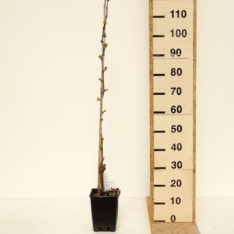 Vite da tavola Michele Palieri Vaso da 1,5L/2L esemplare consegnato in primavera