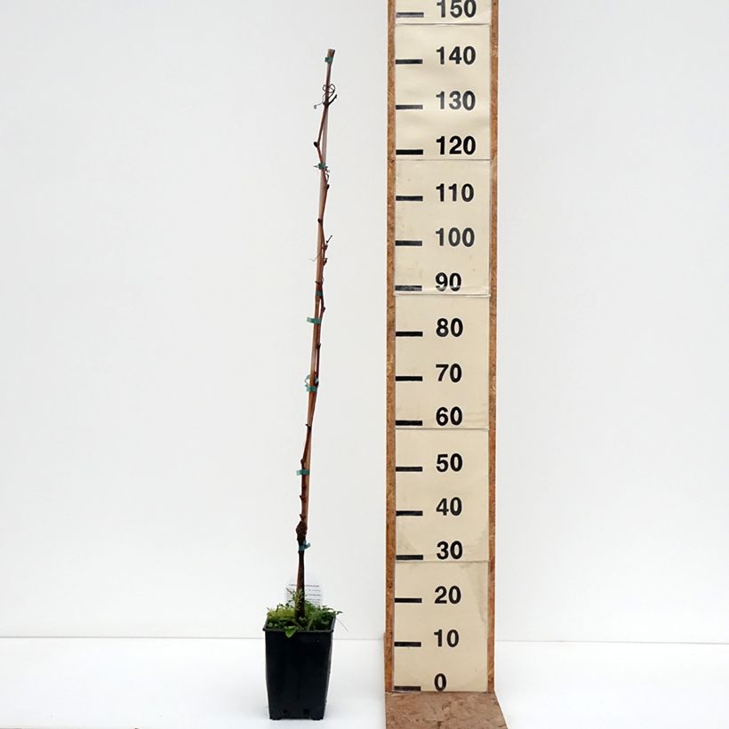 Example of Vite Moscato d'Adda Vaso da 1,5L/2L as you get in hiver