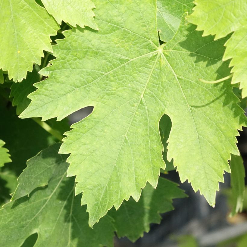 Vite Moscato Giallo (Foliage)