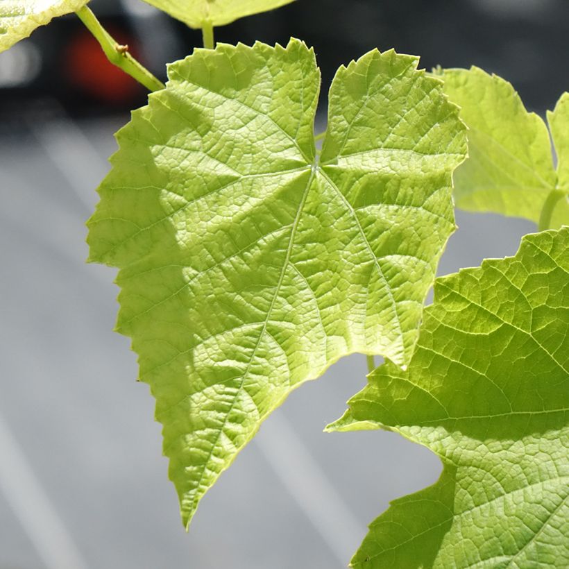 Vitis labrusca x vinifera Opalina - Vite (Foliage)
