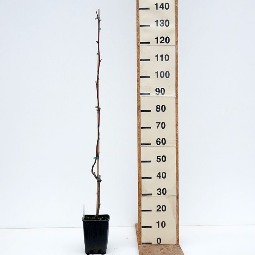Example of Vitis labrusca x vinifera Opalina - Vite Vaso da 1,5L/2L as you get in hiver