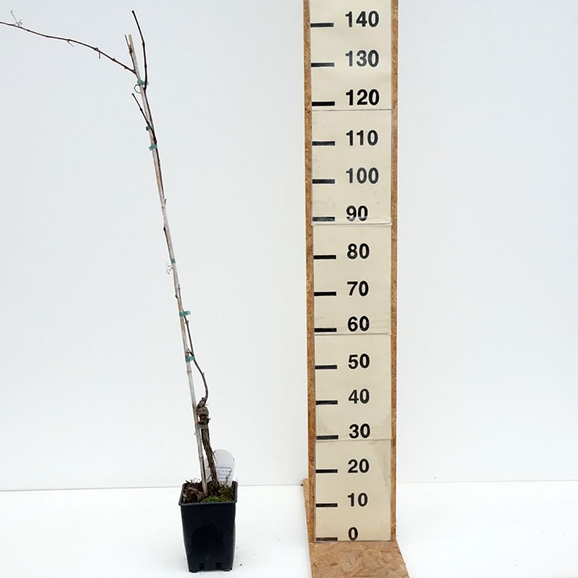 Esemplare di Vitis labrusca x vinifera Opalina - Vite Vaso da 3L/4L come consegnato in autunno