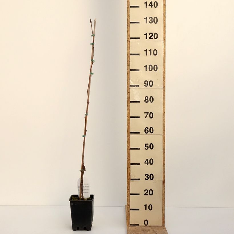 Vigne de table Opalina - Vitis hybrida Pot de 3L/4L esemplare consegnato in inverno