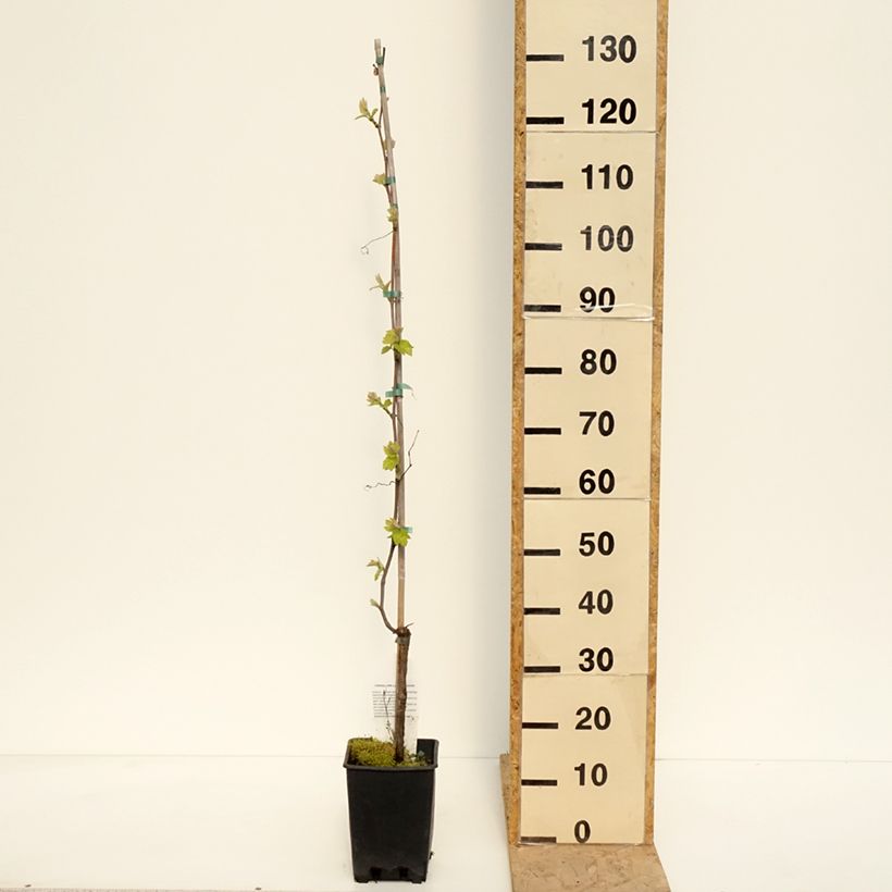 Example of Vitis labrusca x vinifera Opalina - Vite Vaso da 3L/4L as you get in printemps