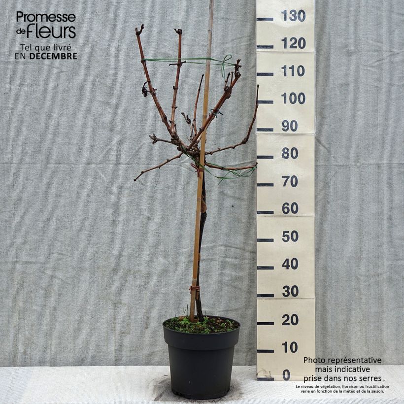 Vigne de table Picurka - Vitis vinifera Pot de 7,5L/10L, Tige, Tige de 70 cm esemplare consegnato in inverno