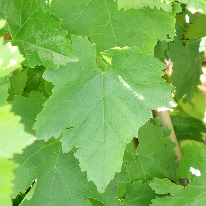 Vite da tavola Pizzutello Bianco, Cornichon blanc (Fogliame)