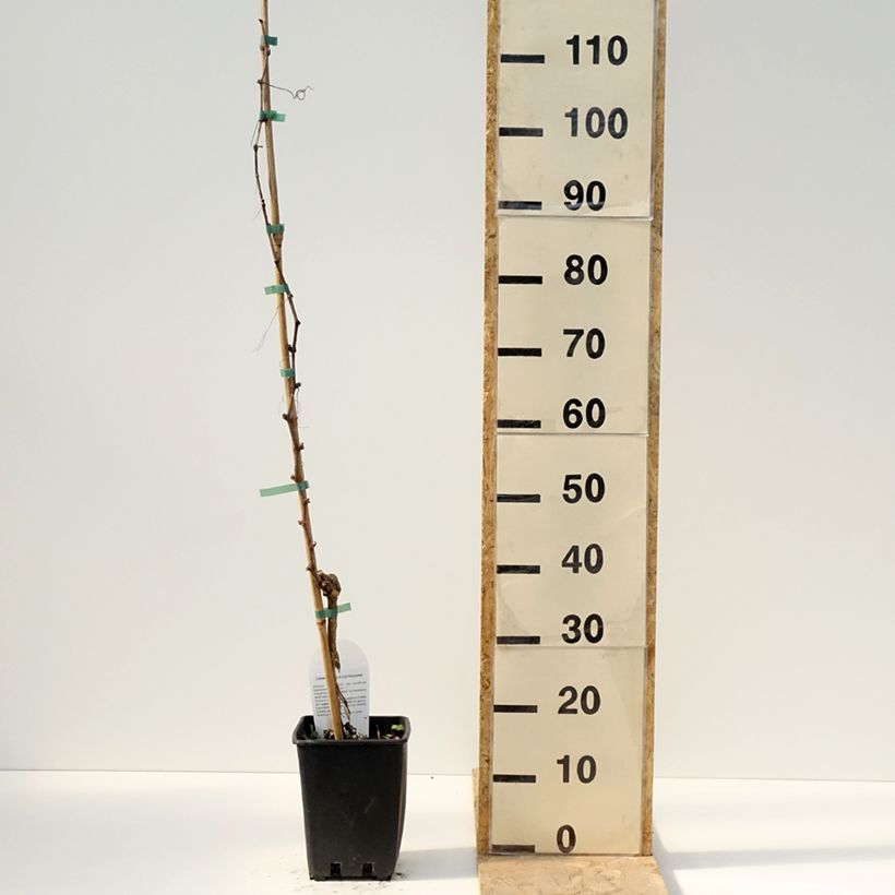 Vite da tavola Pizzutello Bianco, Cornichon blanc Vaso da 1,5L/2L esemplare consegnato in primavera