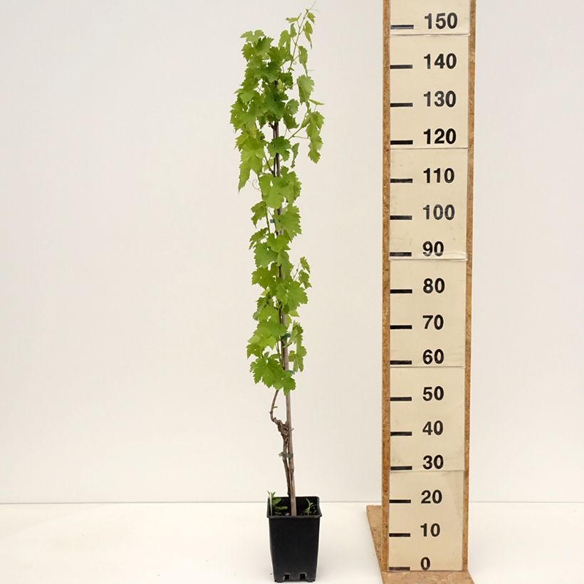 Vite da tavola Regina dei Vigneti (Incrocio Mathiasz 140) Vaso da 1,5L/2L esemplare consegnato in primavera