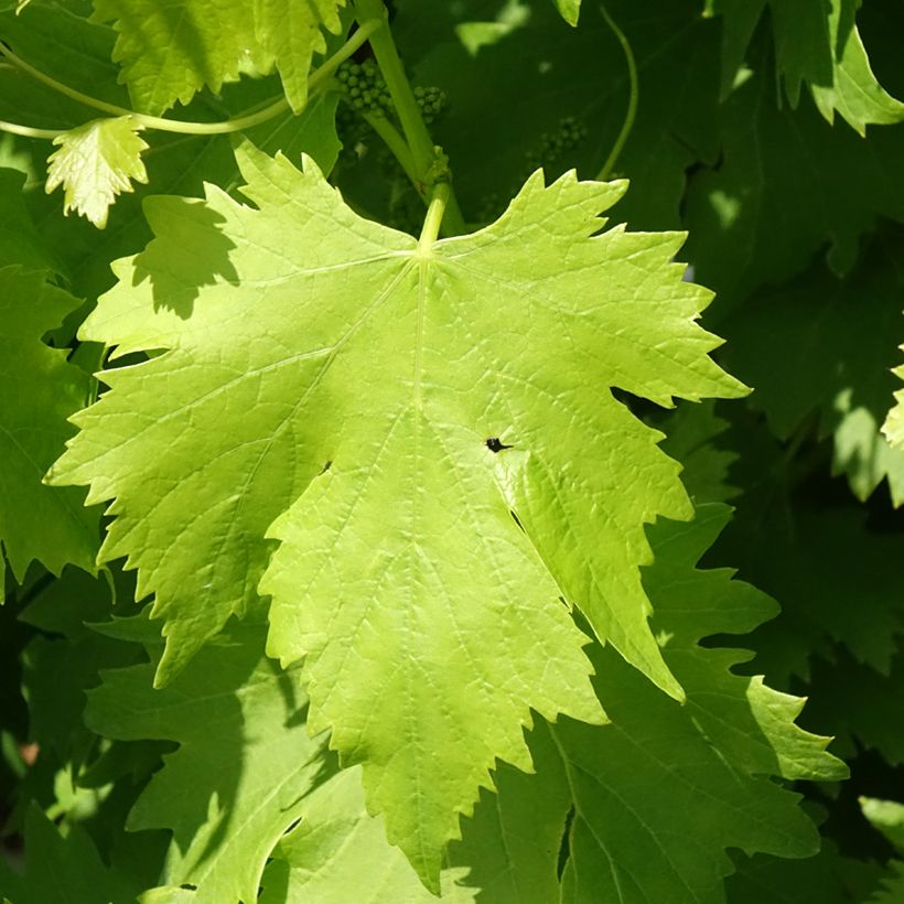 Vite da tavola Regina Nera (Foliage)