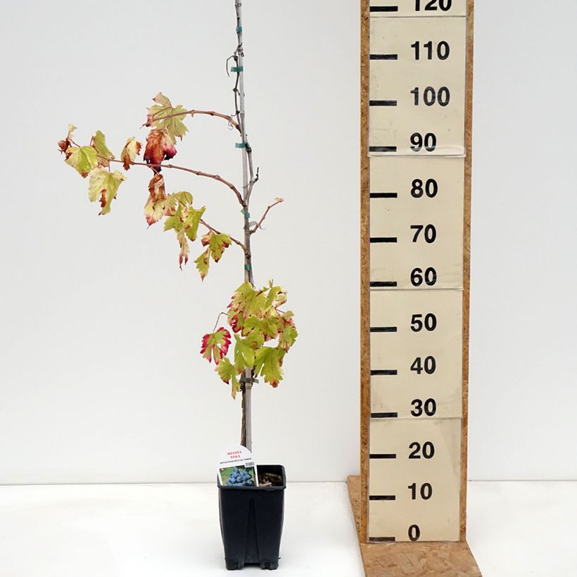 Esemplare di Vite da tavola Regina Nera Vaso da 1,5L/2L come consegnato in autunno