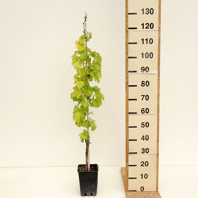 Example of Vite da tavola Regina Nera Vaso da 1,5L/2L as you get in printemps