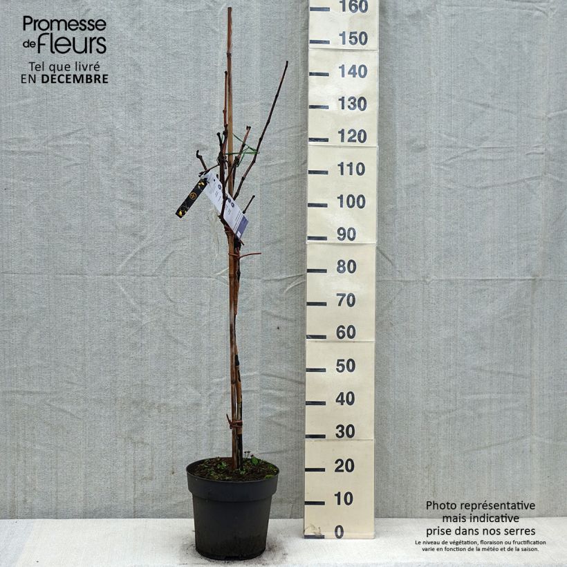Vigne de table Rhea - Vitis vinifera Pot de 7,5L/10L, Tige, Tige de 70 cm esemplare consegnato in inverno