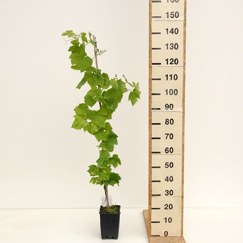Example of Vitis labrusca x vinifera Topazia - Vite Vaso da 3L/4L as you get in printemps