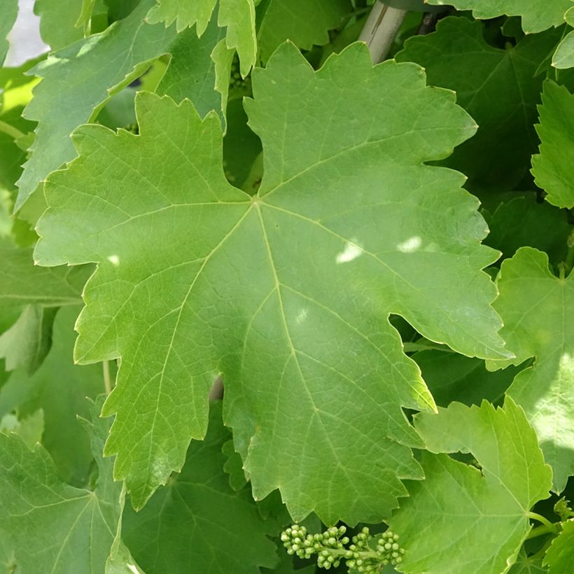 Vite da tavola Vittoria (Foliage)