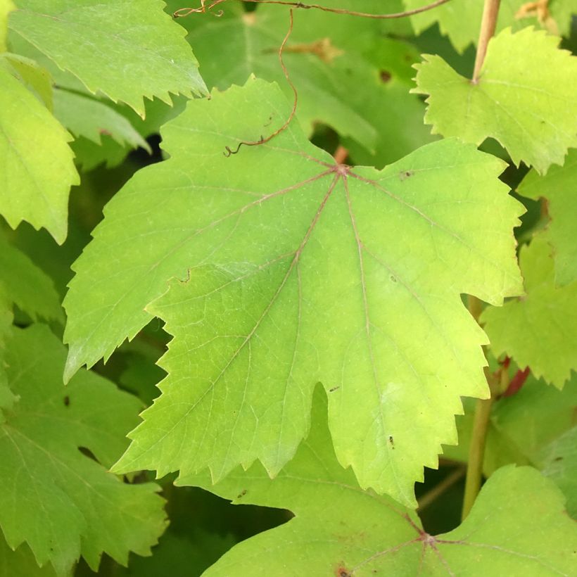 Vite Dolcetto (Fogliame)