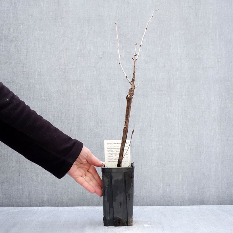 Vite Dolcetto Vaso da 1,5L/2L esemplare consegnato in inverno