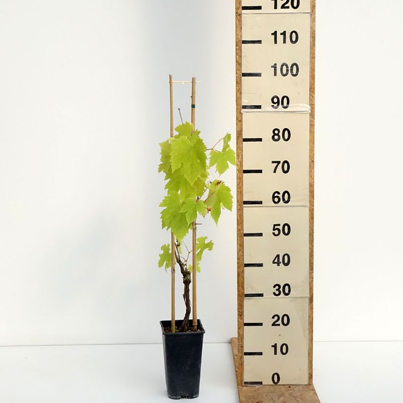 Esemplare di Vite exalta Vaso da 2L/3L consegnato in estate