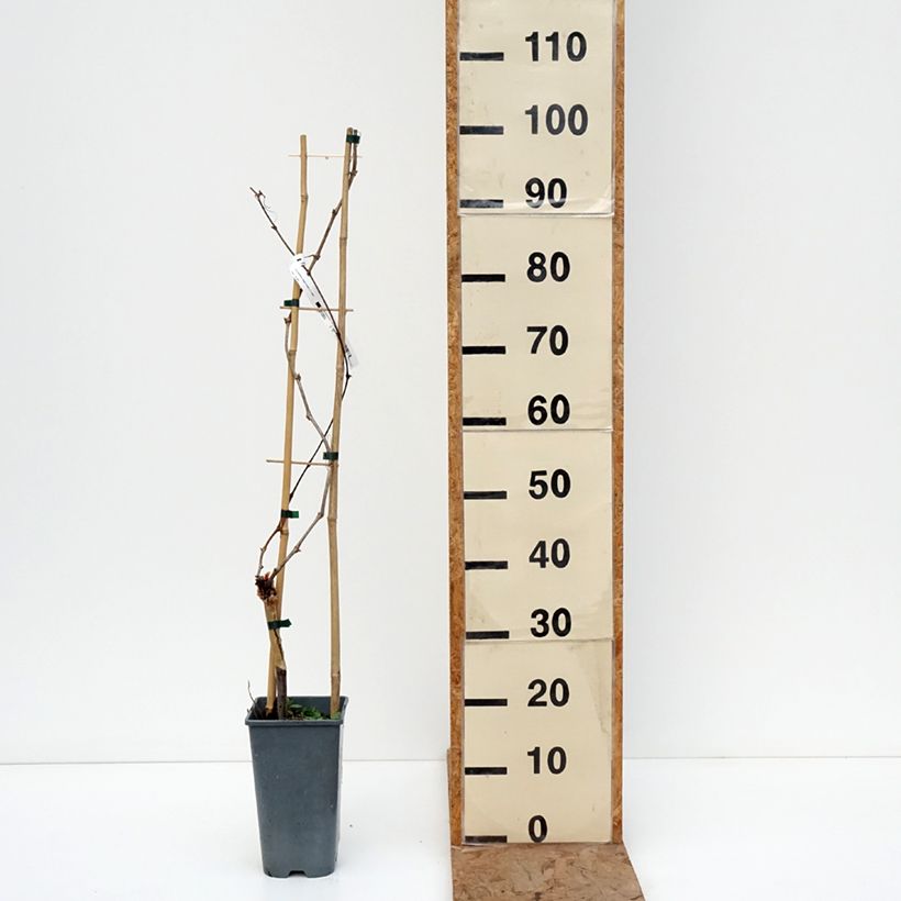 Example of Vite exalta Vaso da 2L/3L as you get in hiver