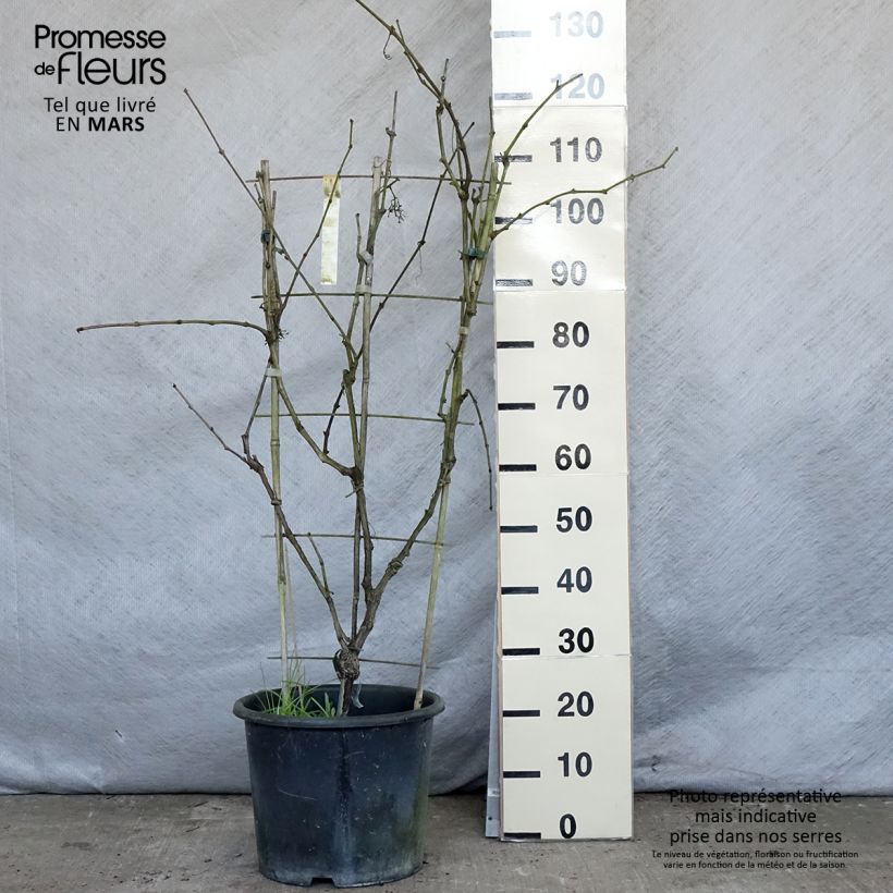 Example of Vite da tavola Fanny Vaso da 12L/15L as you get in printemps