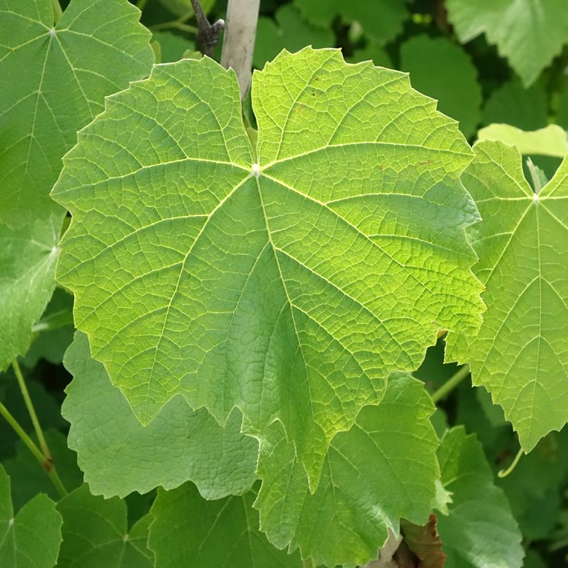Vitis labrusca x vinifera Fragola Nera Précoce - Vite (Fogliame)