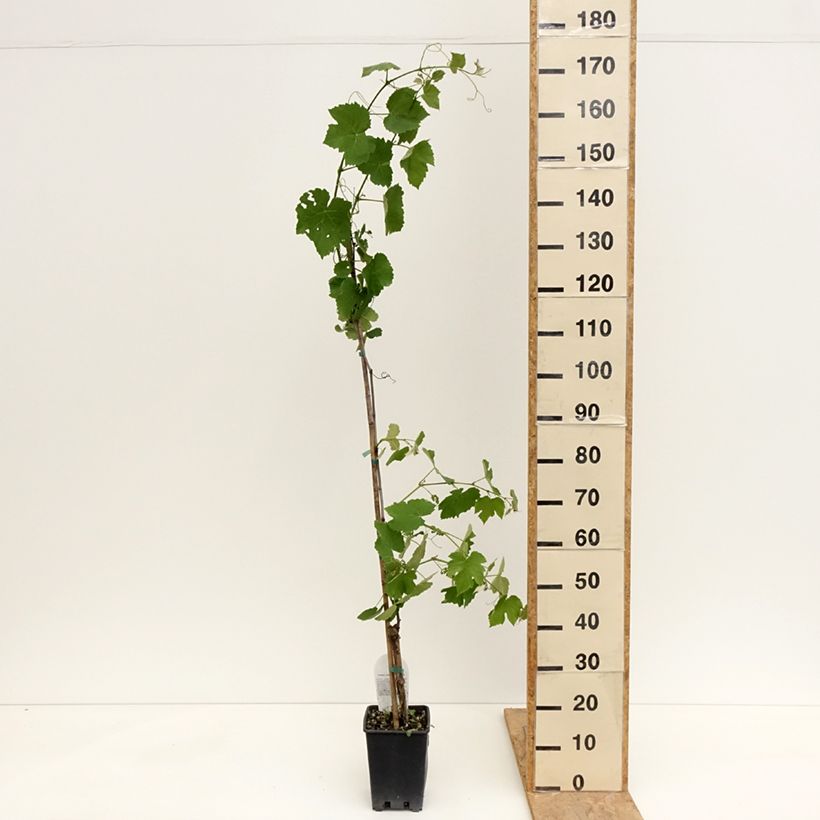 Vitis labrusca x vinifera Fragola Nera Précoce - Vite Vaso da 1,5L/2L esemplare consegnato in primavera