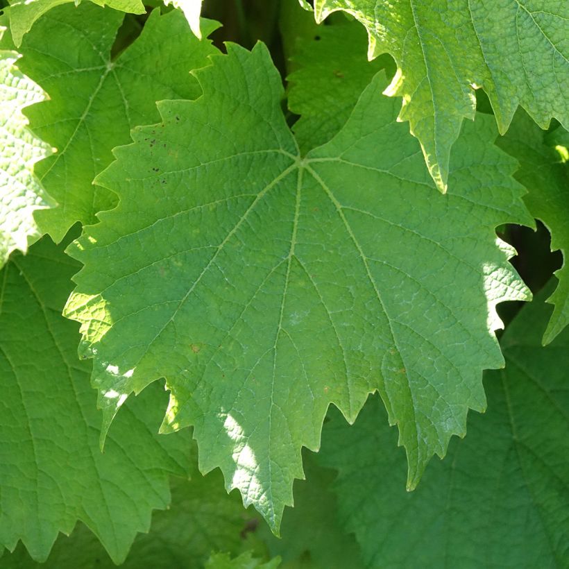 Vite Galante (Fogliame)