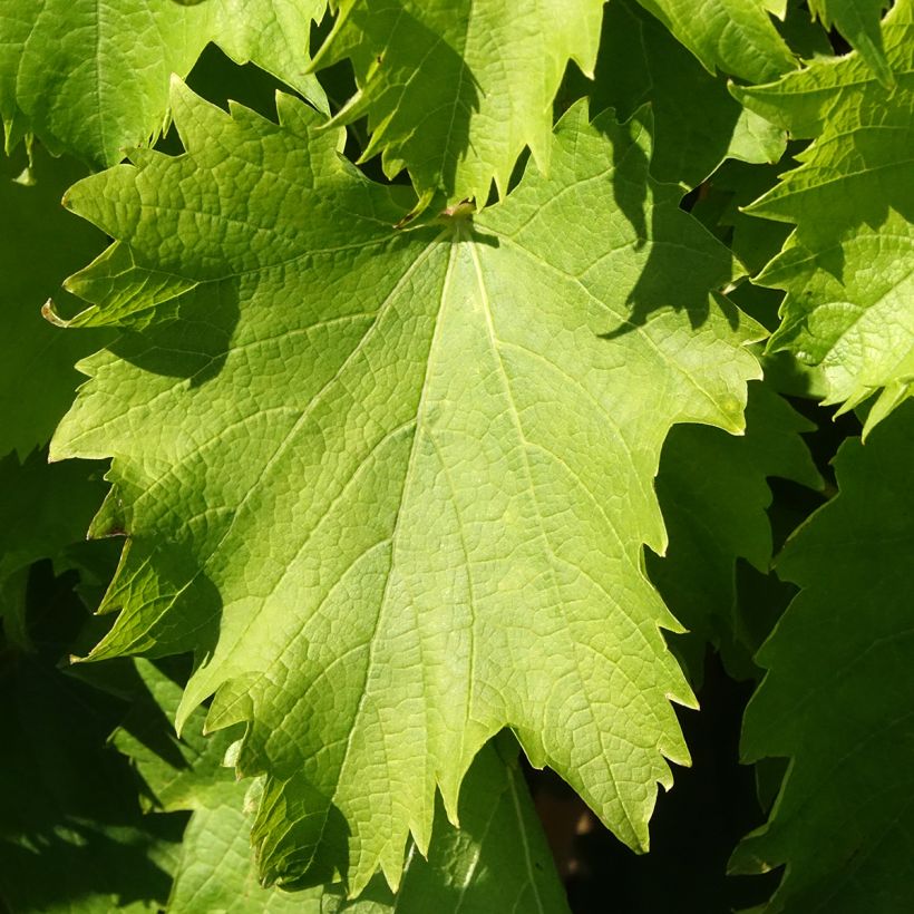 Vite Garant (Fogliame)
