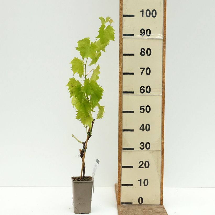 Esemplare di Vite Garant Vaso da 1,5L/2L consegnato in estate