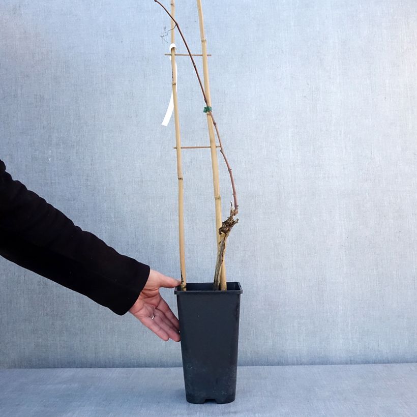 Vigne Italia Pot de 1,5L/2L esemplare consegnato in inverno
