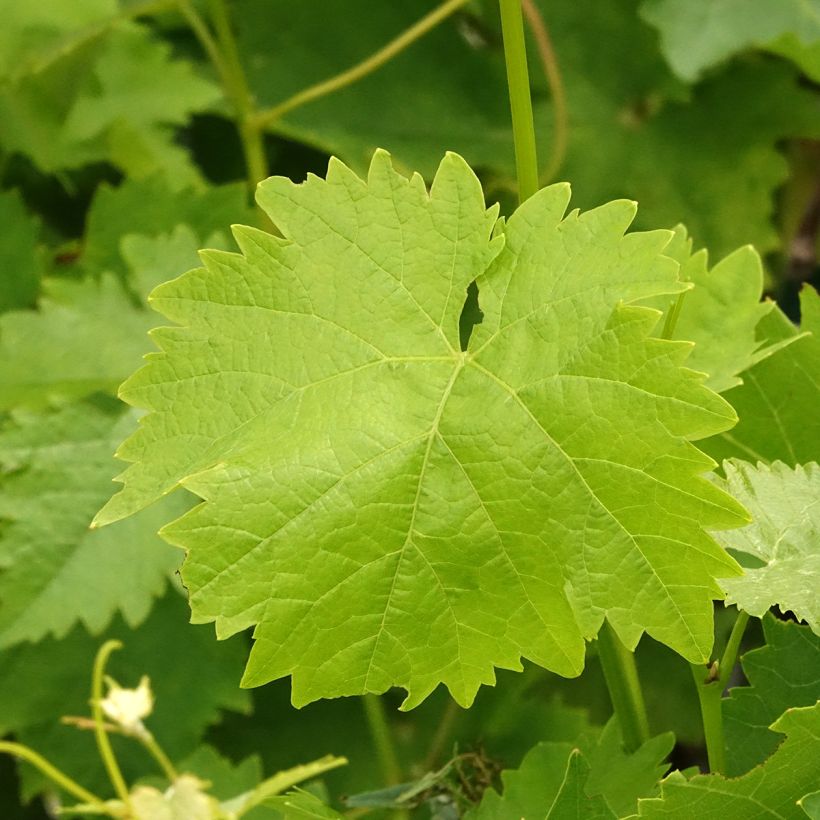 Vite da tavola Italia (Fogliame)