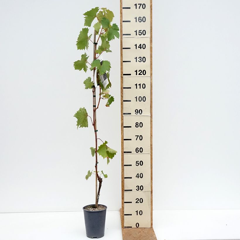 Esemplare di Vite da tavola Katharina Vaso da 4L/5L come consegnato in autunno