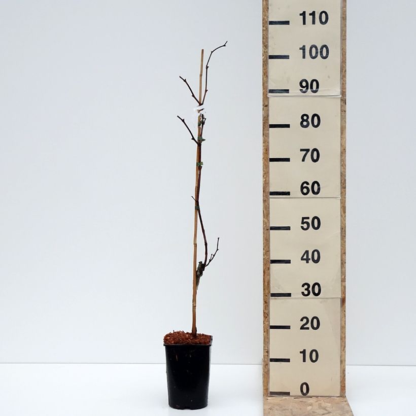 Vigne Marechal Foch - Vitis x vinifera Pot de 2L/3L esemplare consegnato in inverno