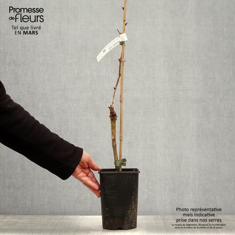 Example of Vitis Marechal Foch - Vite Vaso da 2L/3L as you get in printemps