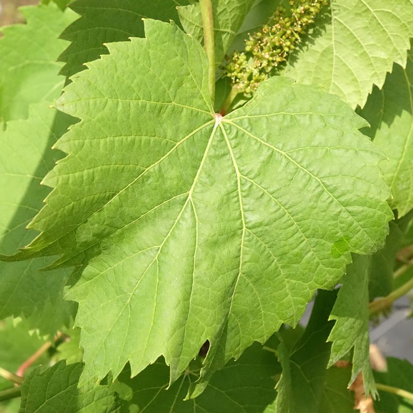 Vitis Marechal Foch - Vite (Foliage)