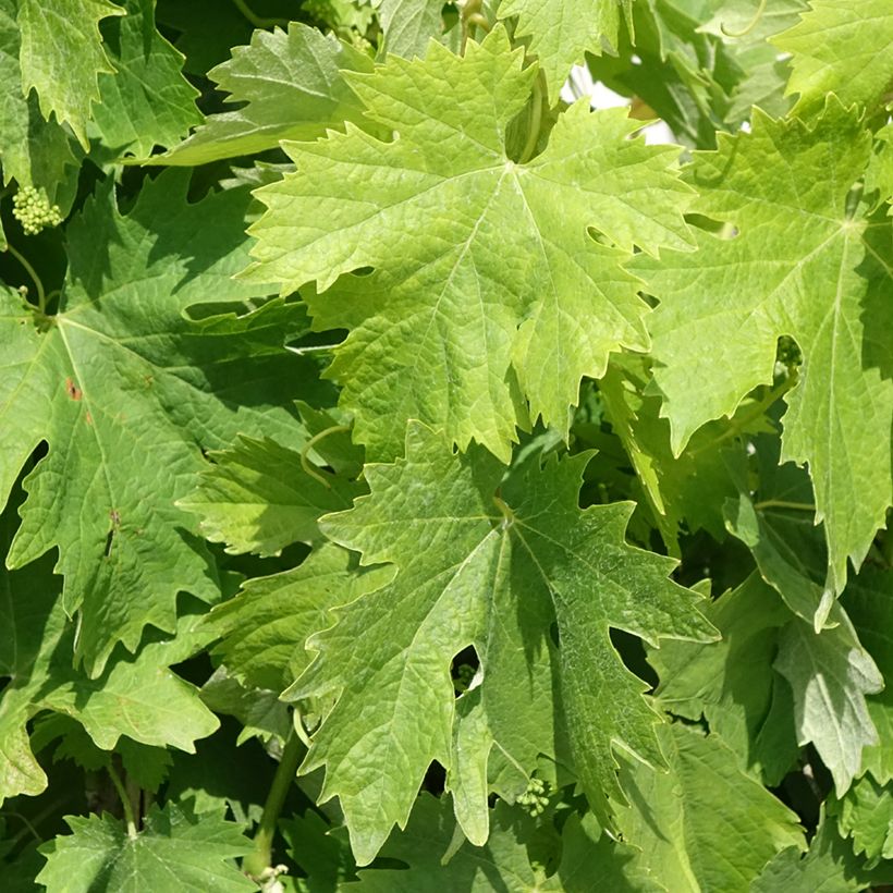Vite Moscato Terracina (Fogliame)