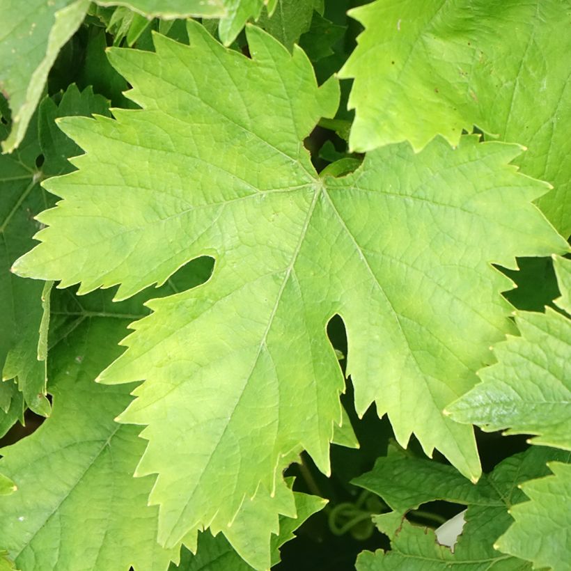 Vite Moscato bianco (Foliage)