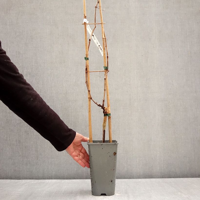 Example of Vite Muscat Rouge de Madère Vaso da 2L/3L as you get in hiver