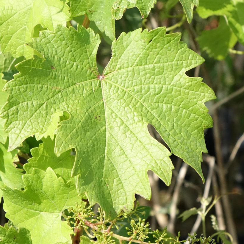 Vitis Nathy-Sauvignac Vign'Happy Fruitality - Vite (Fogliame)