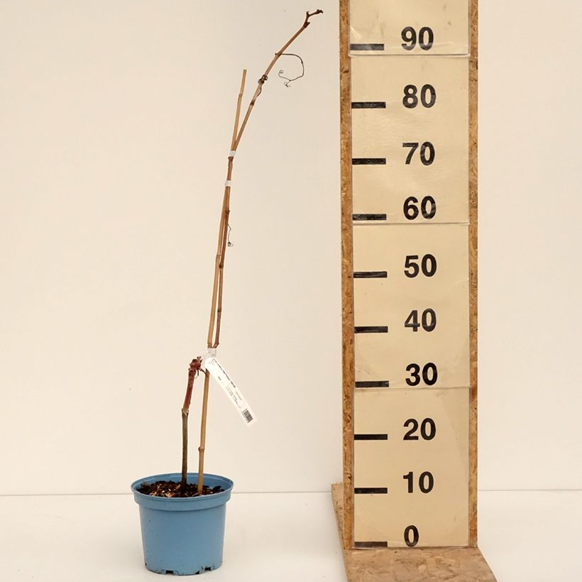 Vigne Nathy-Sauvignac Vign'Happy Fruitality Pot de 3L/4L esemplare consegnato in inverno