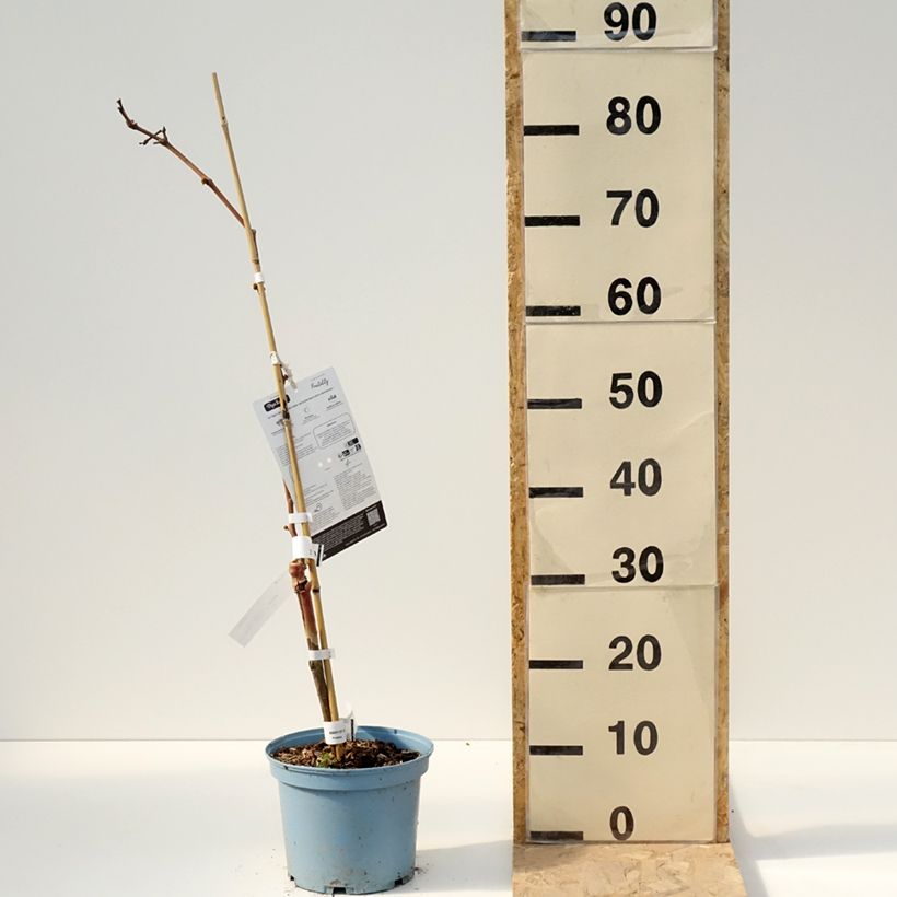 Vitis Nathy-Sauvignac Vign'Happy Fruitality - Vite Vaso da 3L/4L esemplare consegnato in primavera