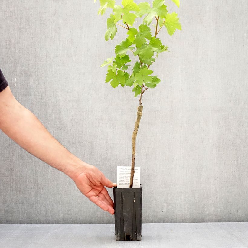 Vite Nebbiolo Vaso da 1,5L/2L esemplare consegnato in primavera