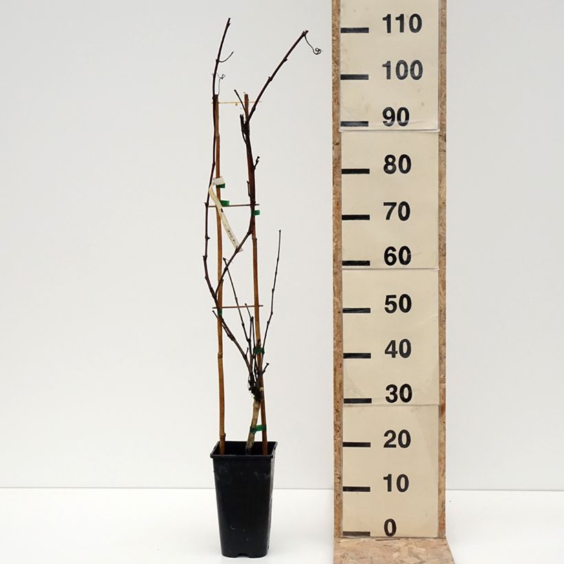 Vite Petit Verdot Vaso da 2L/3L esemplare consegnato in inverno