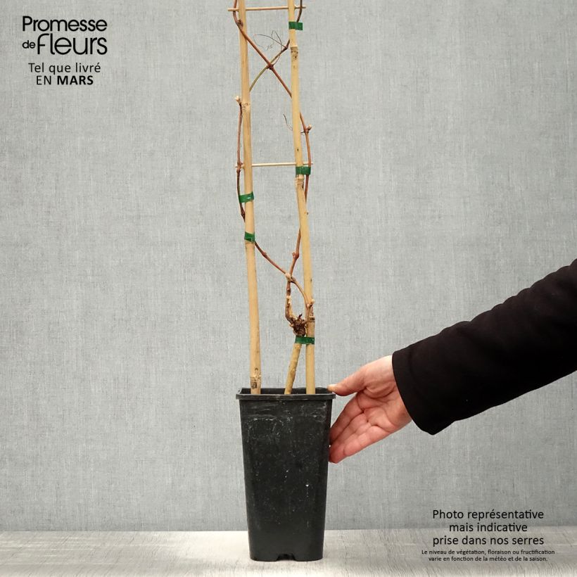 Example of Vite Petit Verdot Vaso da 2L/3L as you get in printemps