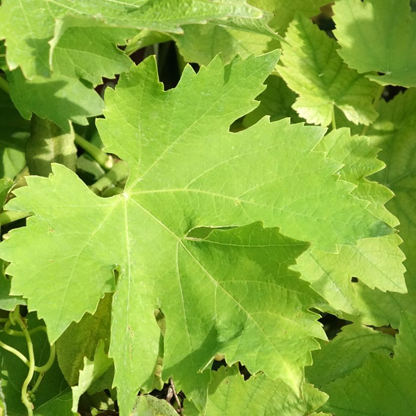 Vite Petit Verdot (Foliage)
