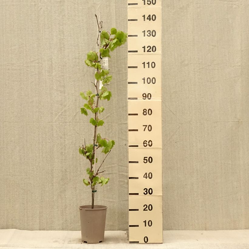 Esemplare di Vite Philipp Vaso da 4L/5L consegnato in estate
