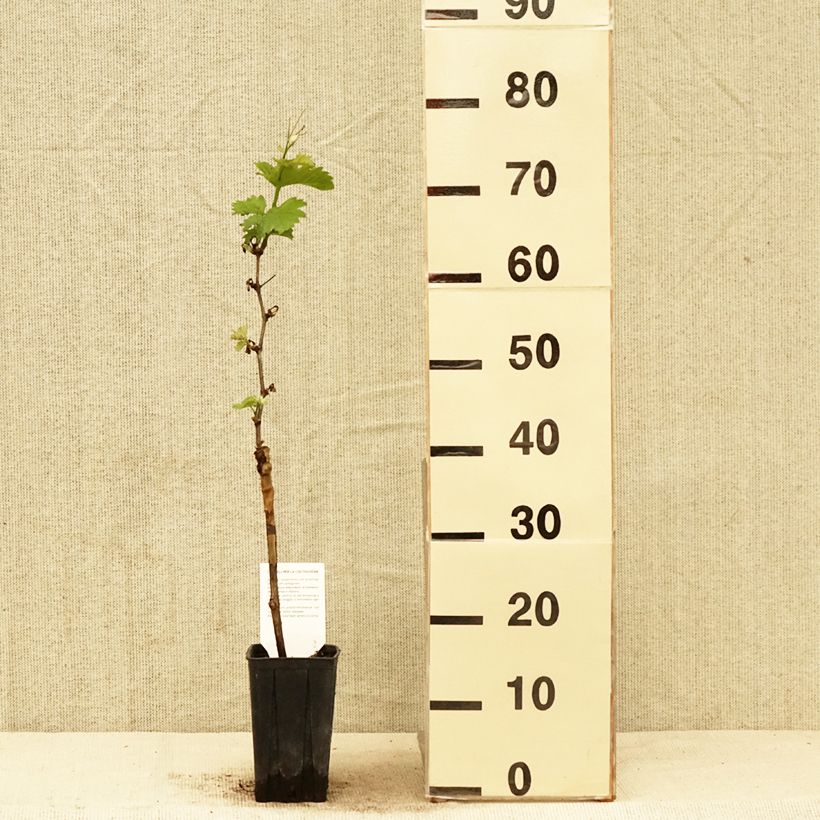 Example of Vite Pinot nero Vaso da 1L/1,5L as you get in printemps