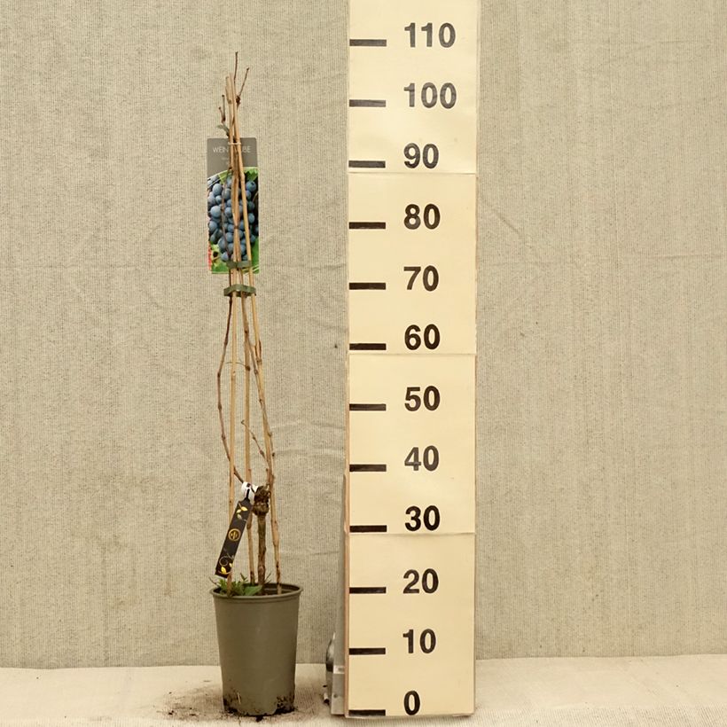 Example of Vite Regent Vaso da 2L/3L as you get in printemps