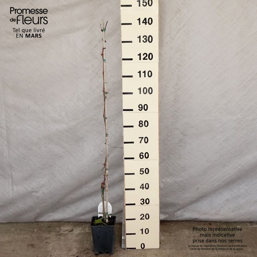 Example of Vite Aperina Rossa Vaso da 3L/4L as you get in printemps